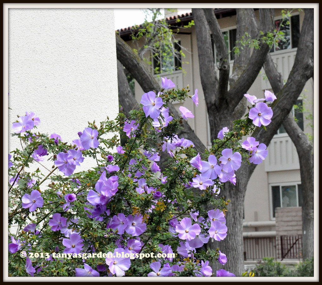 MySecretGarden April Blooms in Central California