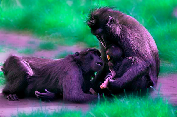 சுரன் சுரன்சுகுமாரன்