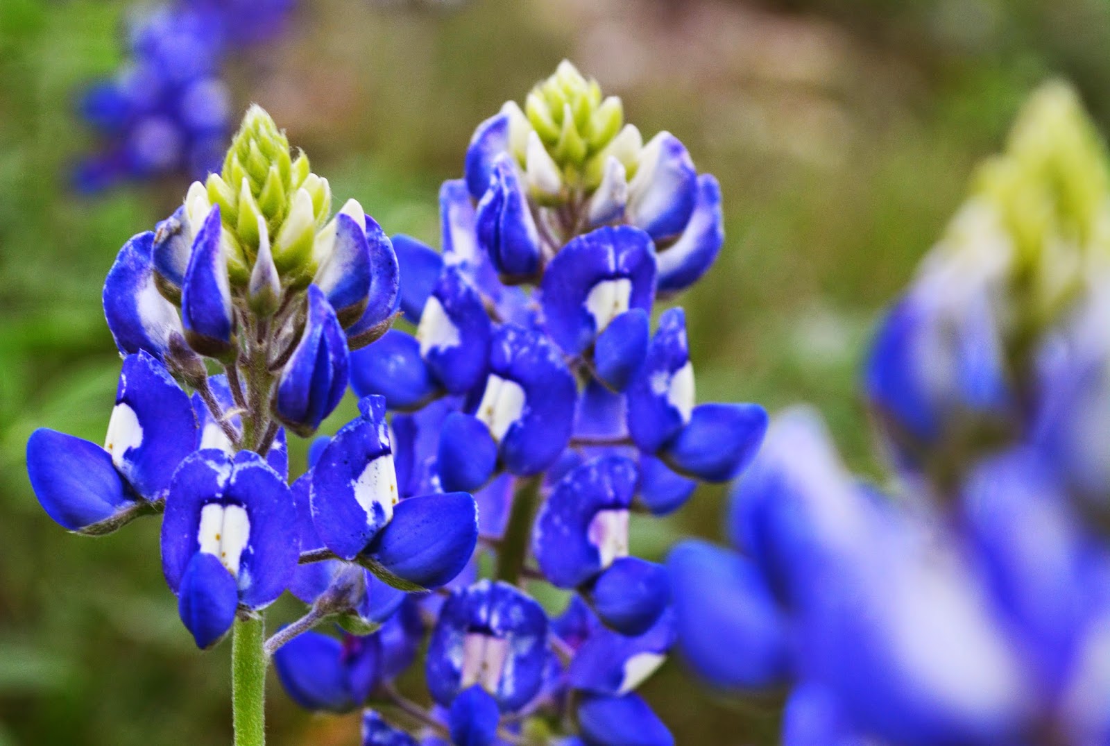 Love Inspired A Story for Every Reader Spring time in the Texas Hill