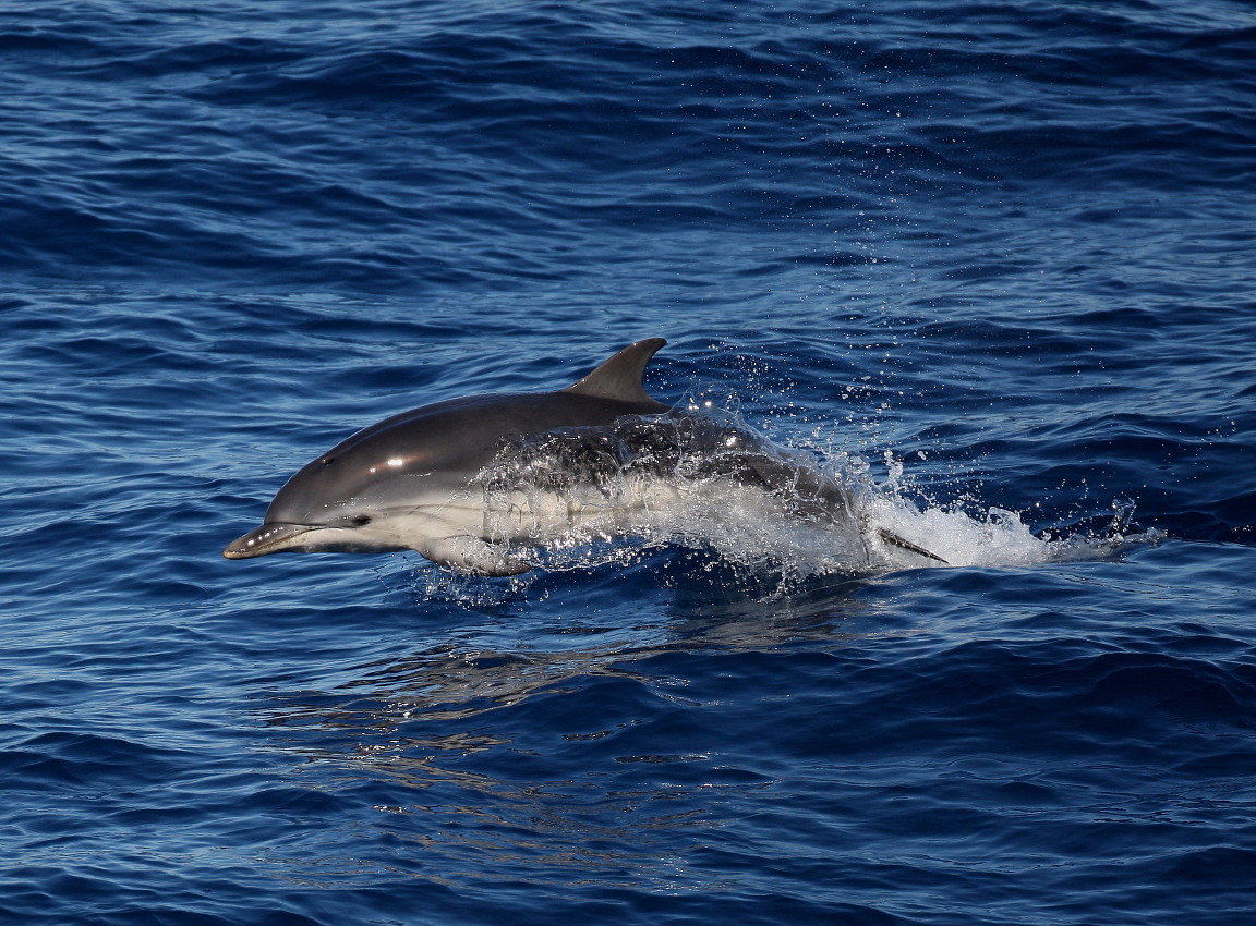 Steve Hinton Wildlife Photography The Bay of Biscay.