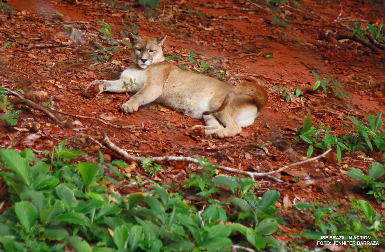 ISF Brazil in Action Você conhece a Floresta Nacional de Carajás?