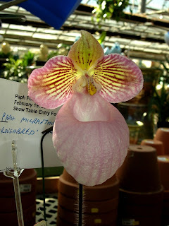 Paph. micranthum 'Thoroughbred' AM/AOS