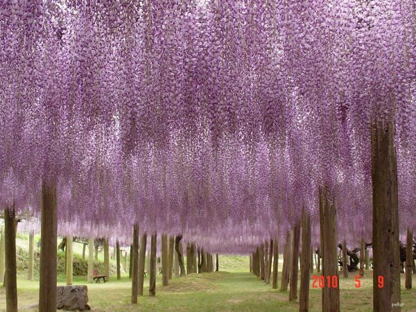 cheechow wisteria tunnel at kawachi fuji gardens cheechow wisteria tunnel at kawachi fuji gardens