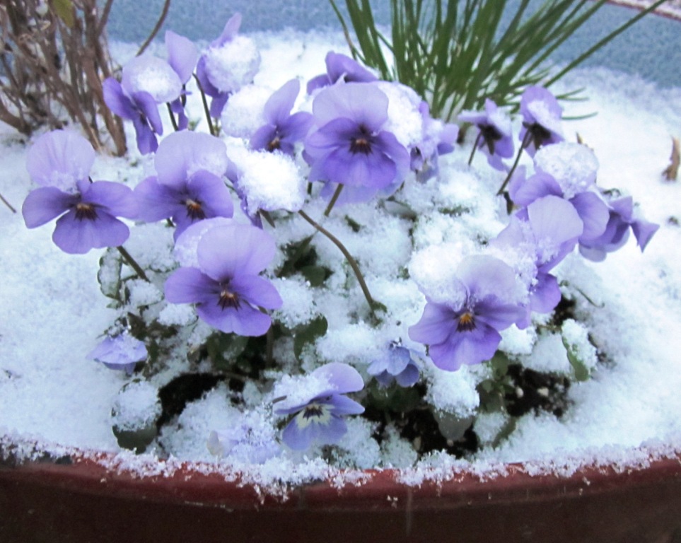 SmallButCharming Snow Falling On Pansies