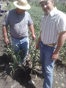 ORGULLOSOS POR EL CULTIVO DE AJO 2012