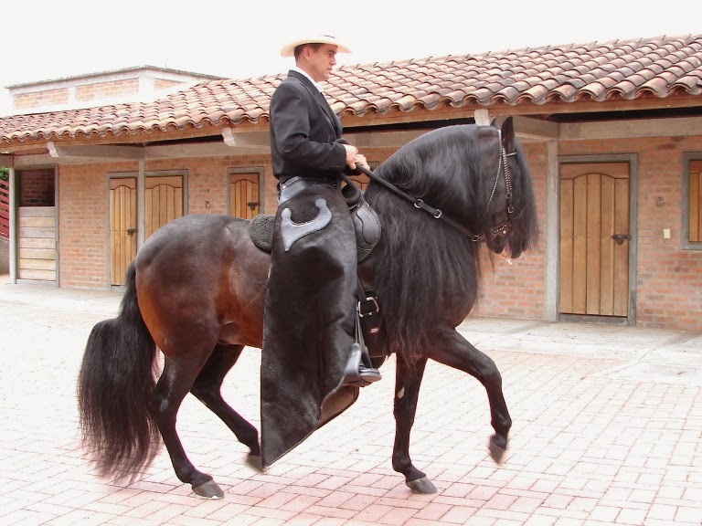 Crianza de Caballos Caballos de Paso