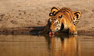 Tiger indický