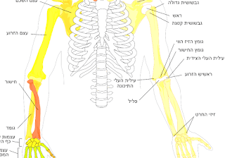 File:Human Arm Bones Diagram.svg - Human Bones Chart
