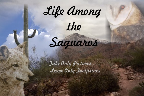 Life Among the Saguaros