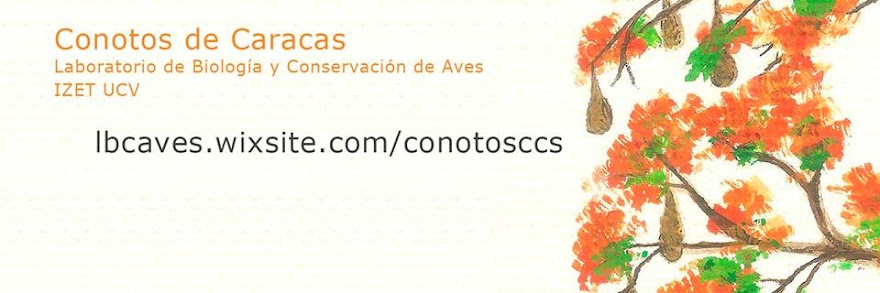Proyecto Conotos de Caracas IZET-UCV