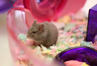 Penyakit Hamster Penyakit Hamster