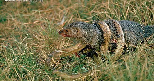 Cal Poly BIO 502: Why honey badgers don't give a sh** about venomous