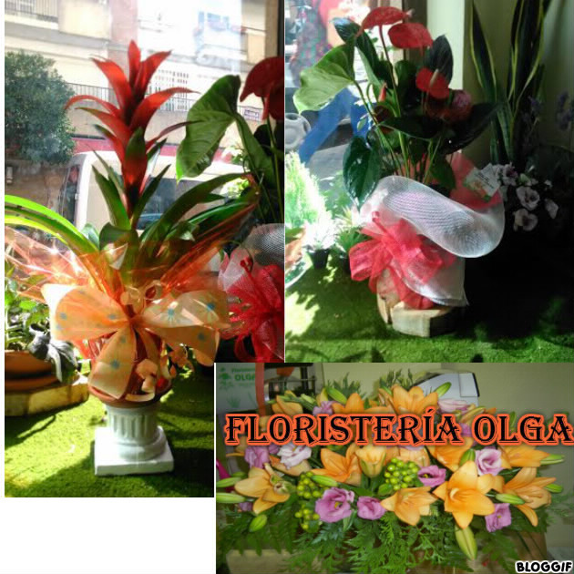 Bonita guzmania y  anturio para regalar