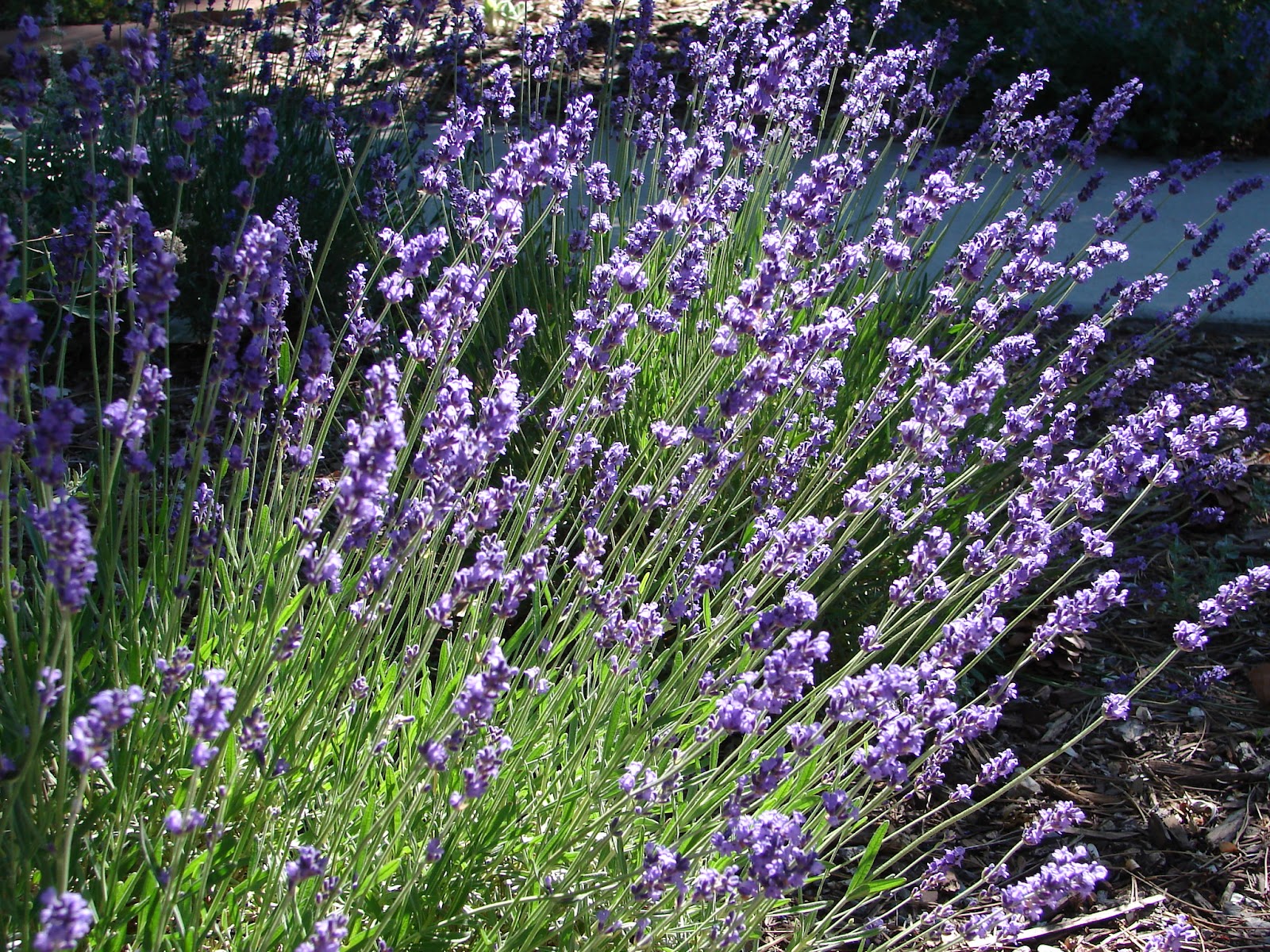 New Utah Gardener How do I trim lavender?