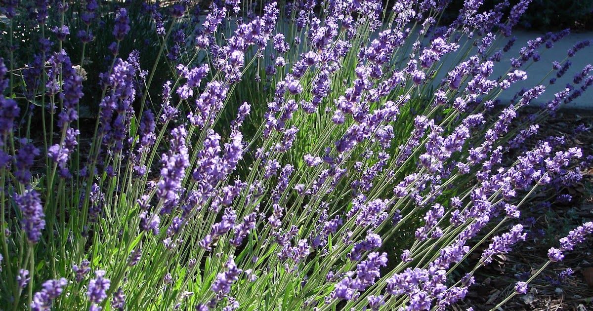 New Utah Gardener How do I trim lavender?