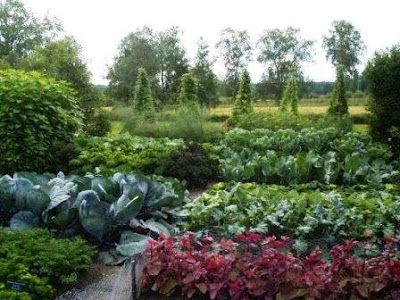 Future Plants By Randy Stewart Sarcococca Sweet Box