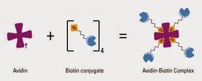 avidin biotin streptavidin protein found bio resource egg both