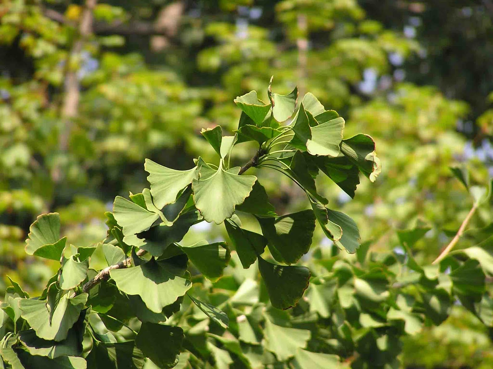 Home And Garden Ginkgo biloba