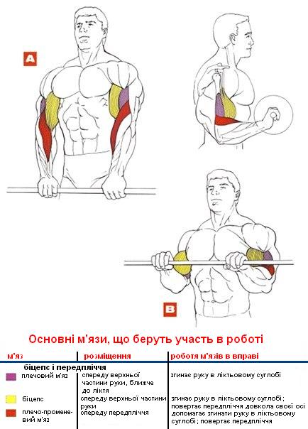 Как гантелями накачать бицепсы в домашних условиях Как гантелями накачать бицепсы в домашних условиях