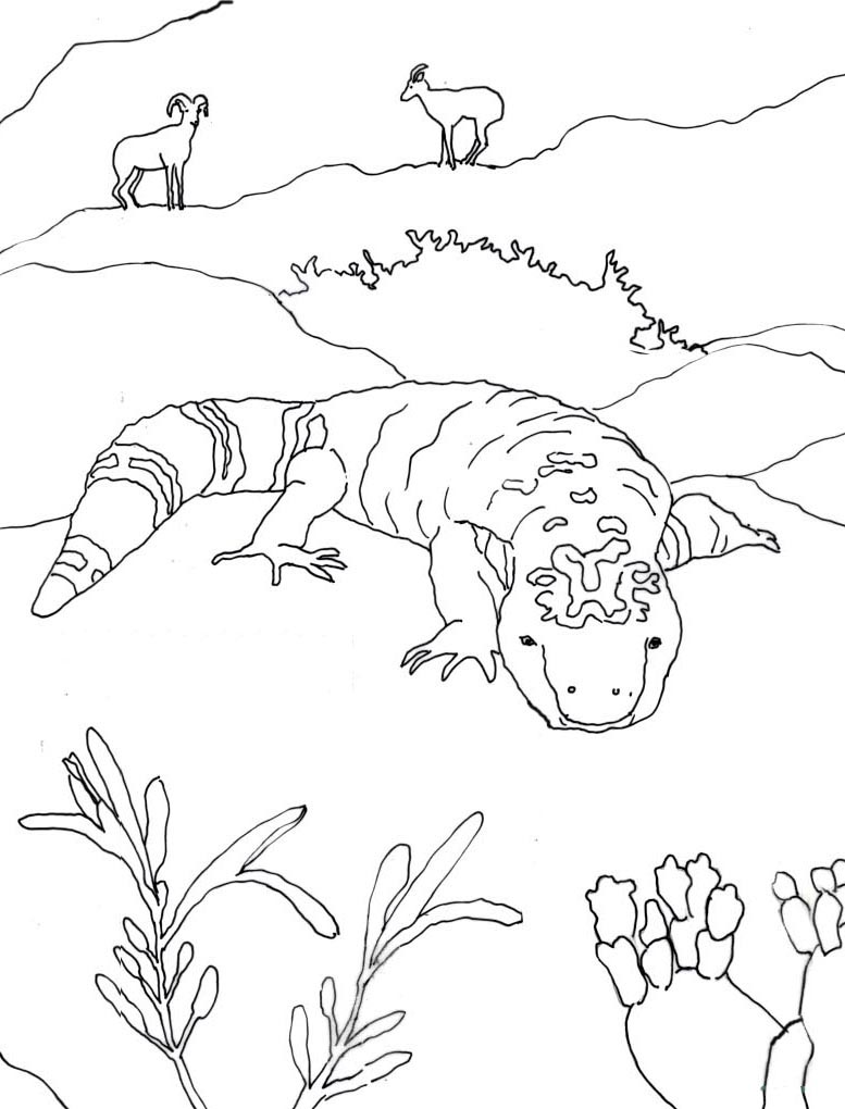 Caroline Arnold Art and Books: GILA MONSTER: Coloring Page