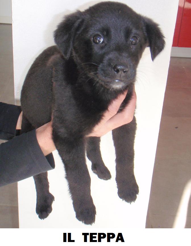 Animali In Libero Stato La Banda Dei 7 Cuccioli Labrador Border