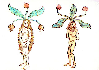 3+Botanical-Medieval-Male-And-Female-Mandrake.jpg