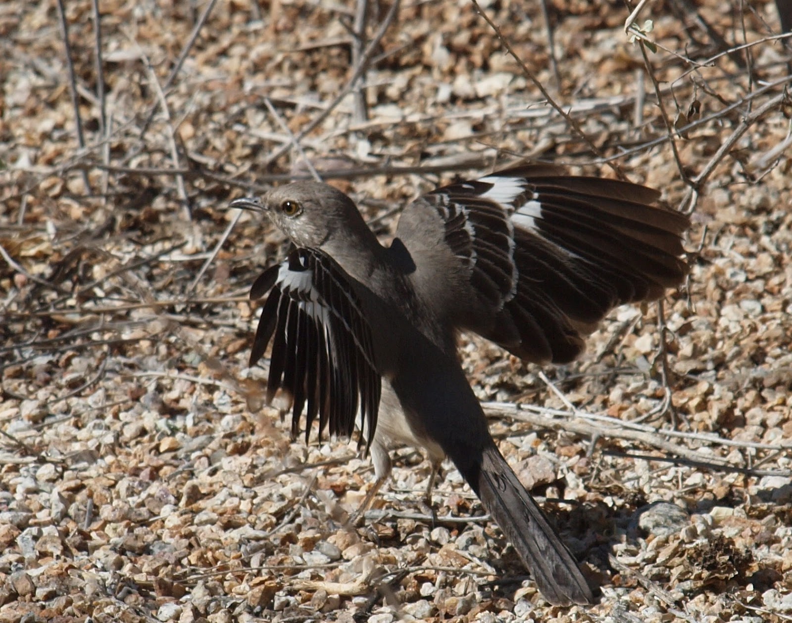 Birding Is Fun! more Arizona birds
