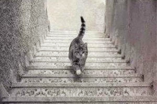 Этот кот спускается или поднимается? Этот кот спускается или поднимается?