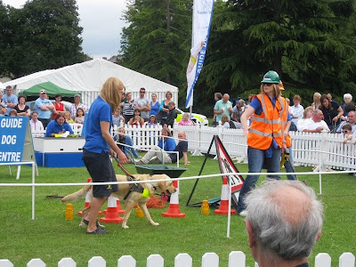 Training dog at roadworks