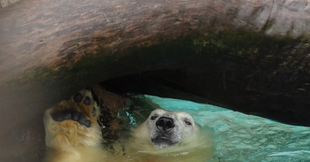 Stu the Zoo Do animals get bored in zoos?