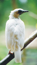 Fauna Bacia Taquari-Antas- Fonte: Aepan-ONG - Série: Aves