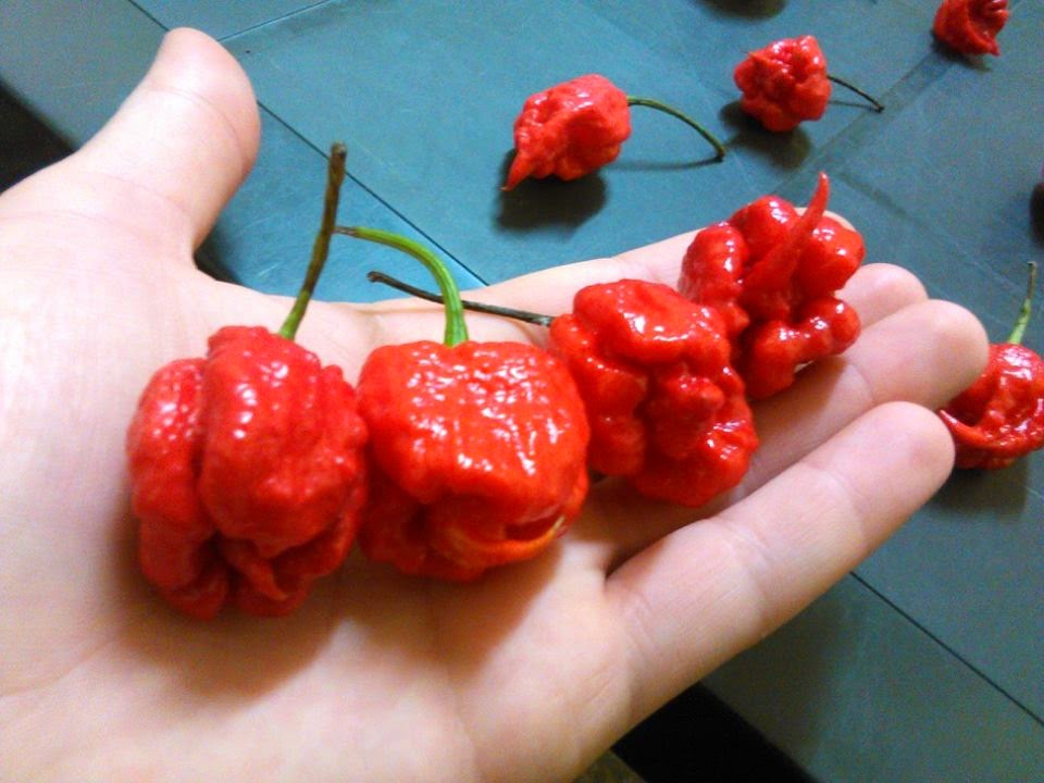 Carolina Reaper