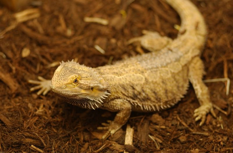 HD Desktop Wallpaper: bearded dragon background