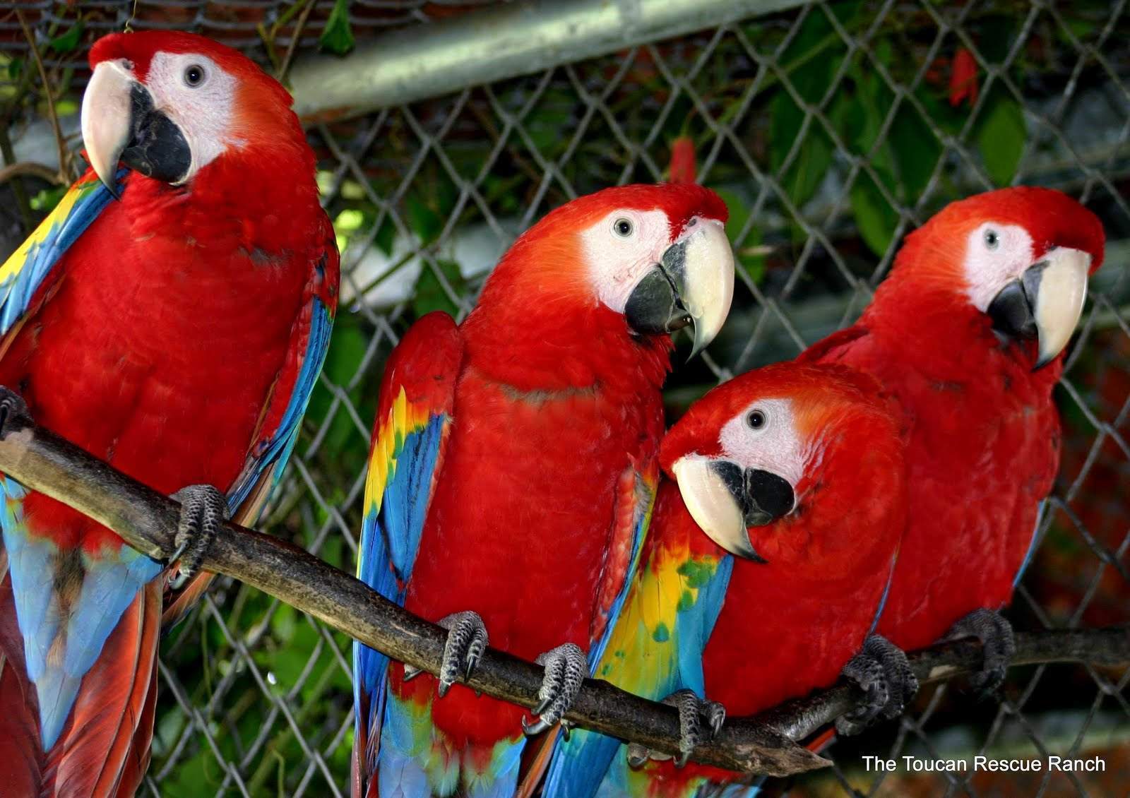 harga burung macaw
