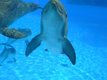 Me encanta los Delfines! ;)