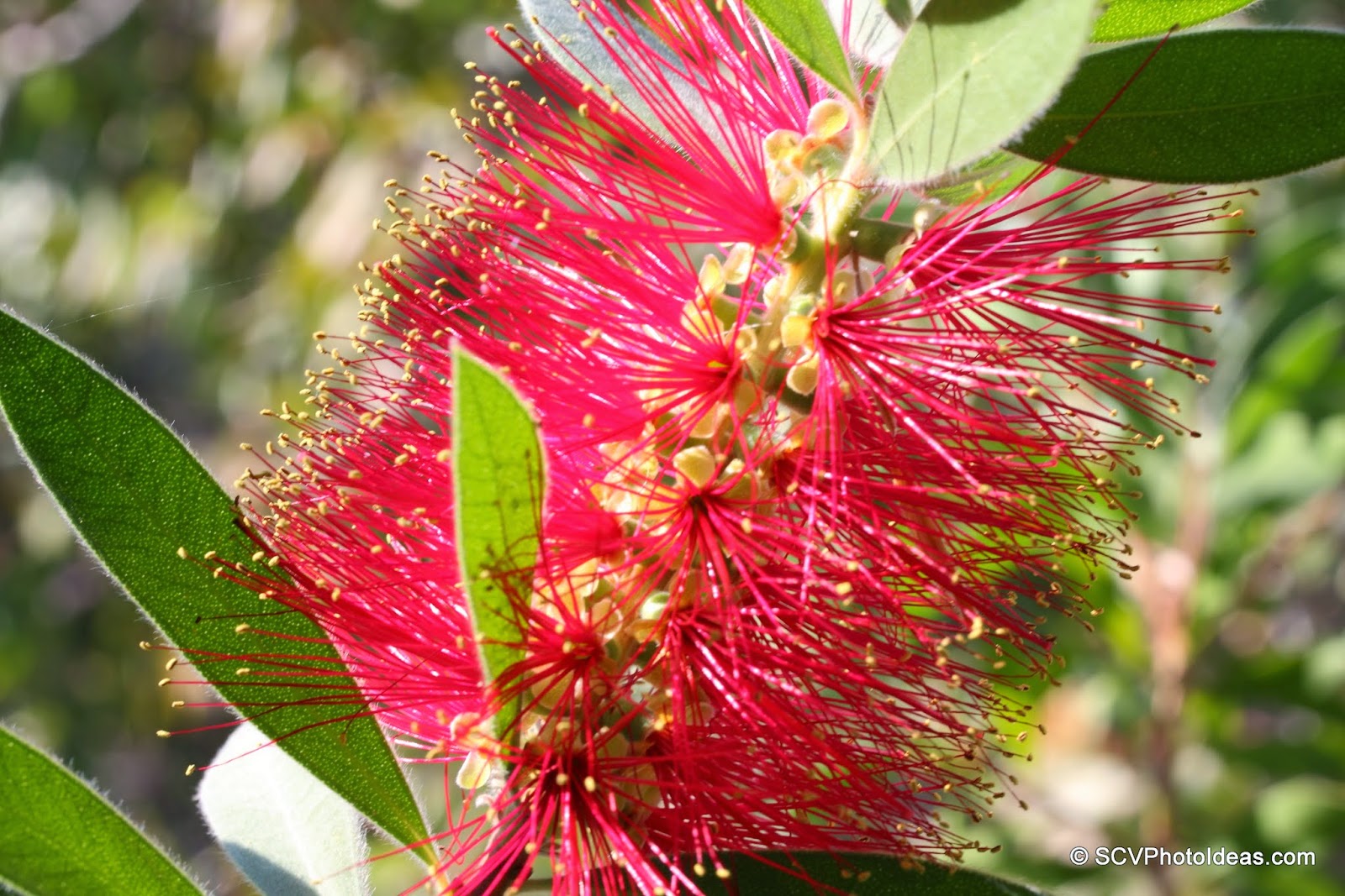S.C.V. Photography Ideas A Striking Red Bottlebrush...