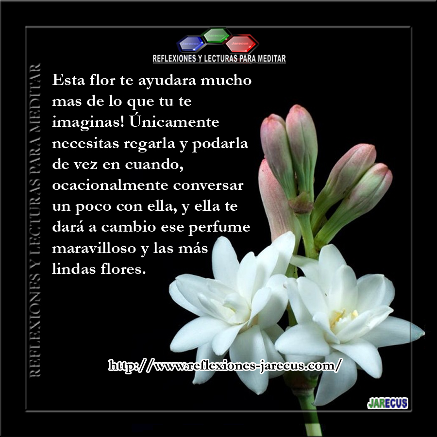 FAMILIA FLOR familia flor: