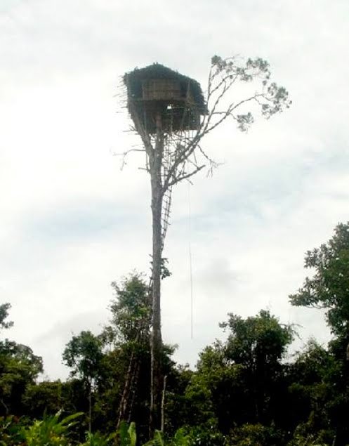 Rumah Pohon Treehouses dari Korowai