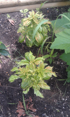 basil plant pesto, basil, bugs, insects, cayenne pepper