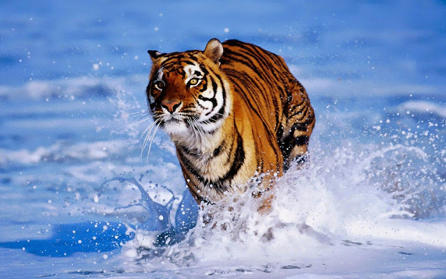 tiger animal photo hd, tiger animal image, tiger animal picture, tiger animal background, tiger animal desktop pc wallpaper, tiger animal high quality wallpaper