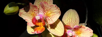 Orchid Daze, Atlanta Botanical Garden