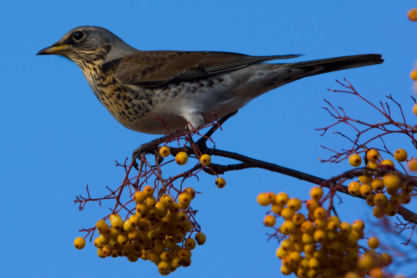 Yorkshire Field Herping and Wildlife Photography Redwings and