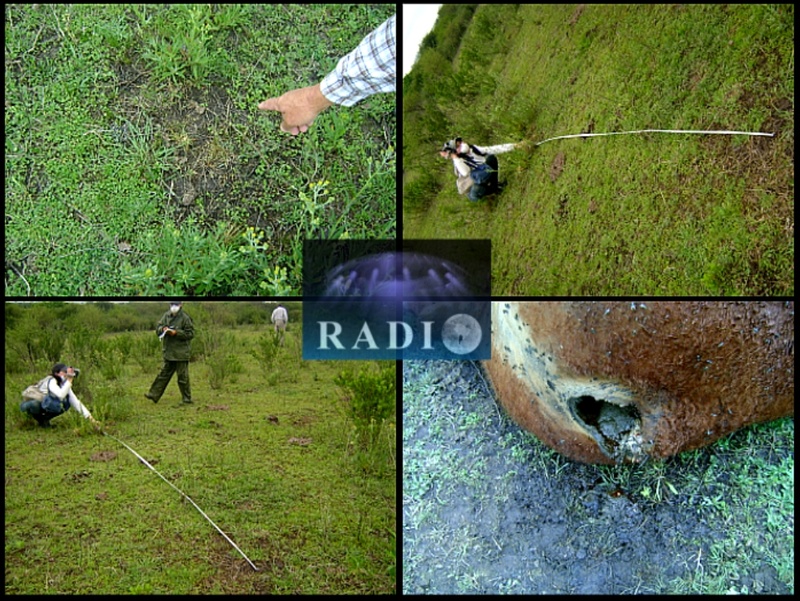 G.A.B.I.E. Mutilación de Ganado en Entre Ríos