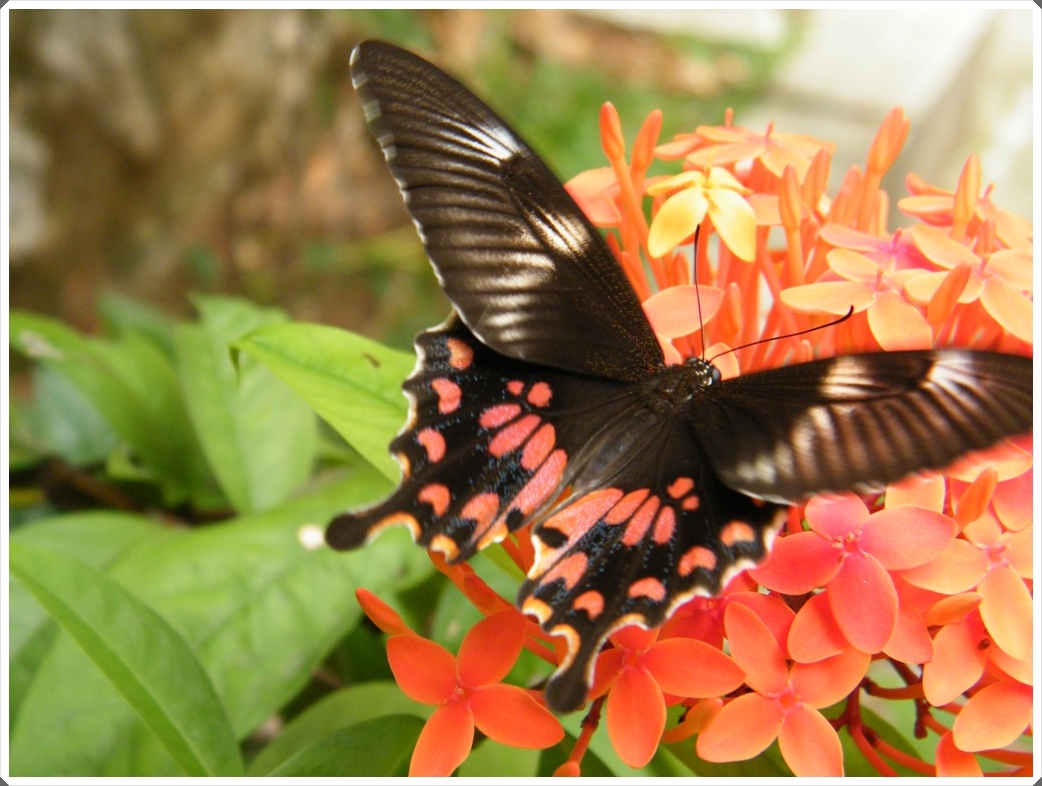 butterflies of kerala