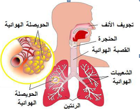 Doc التنفس عند الانسان وعند الحيوانات مقارنة وملخص وشرح