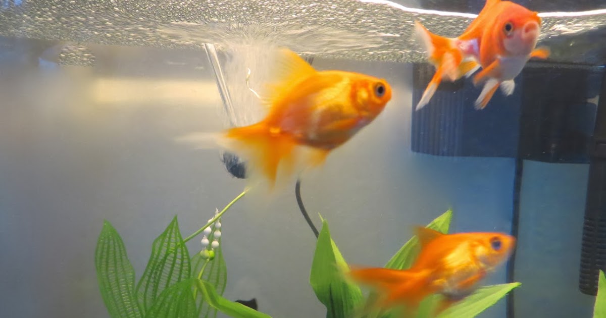 Custom Wood Aquarium Stand & Hood Project The Project Lady