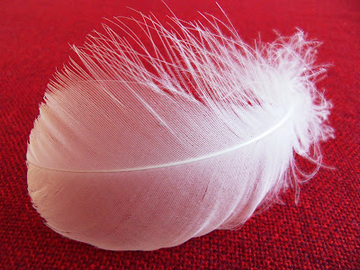 spiritual white feather