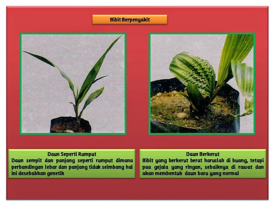 Bibit dengan serangan penyakit berat