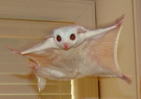 Albino Sugar Glider Myths - 6 January 2018 - Pet Blog - Veterinary Tips
