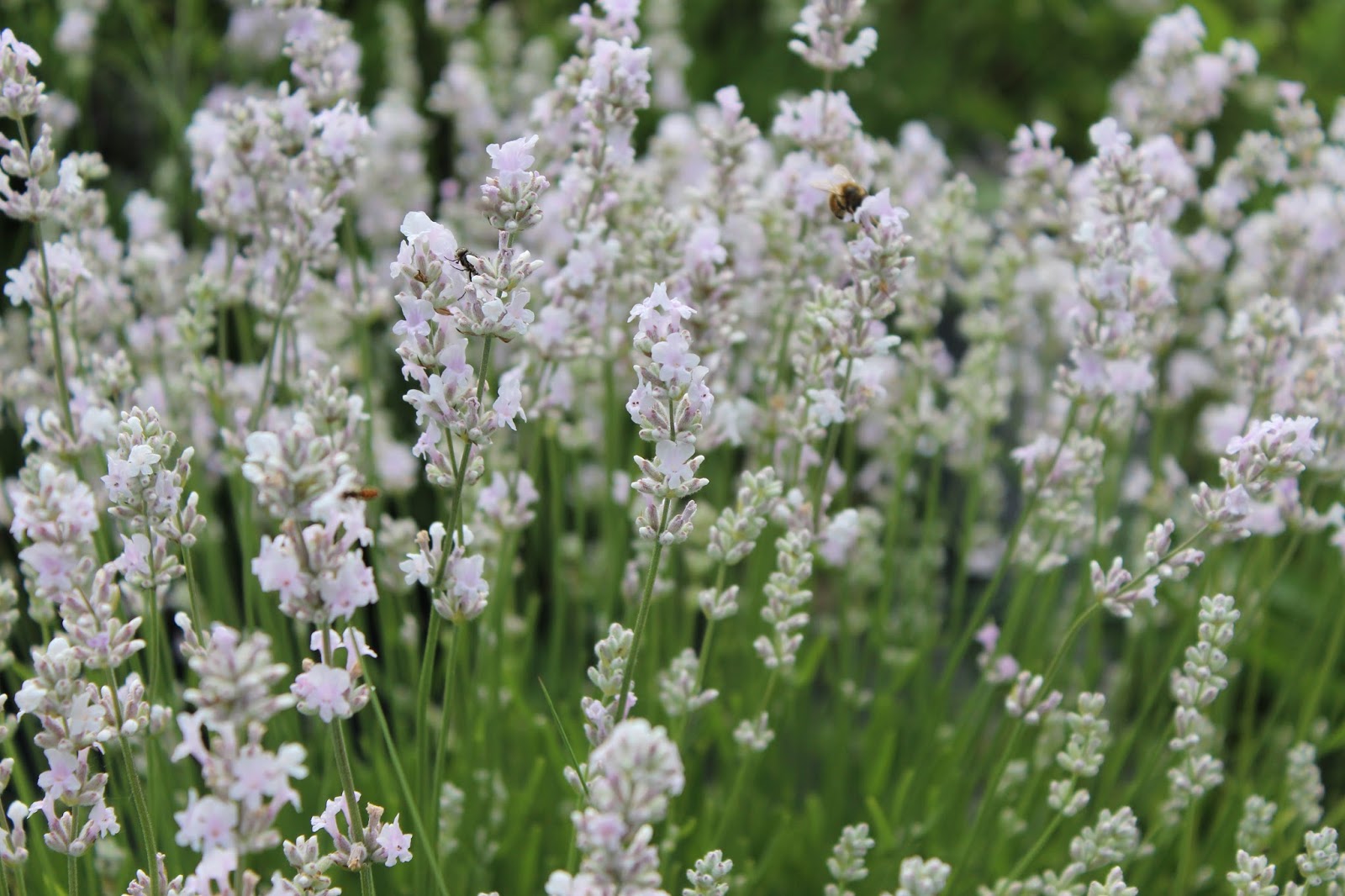 Lockwood Lavender Farm Now is the best time to see our Lavender in bloom!